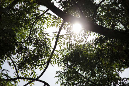 Backlit foliage and tree の写真素材
