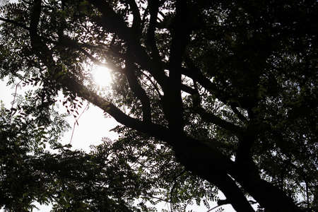 Backlit foliage and tree