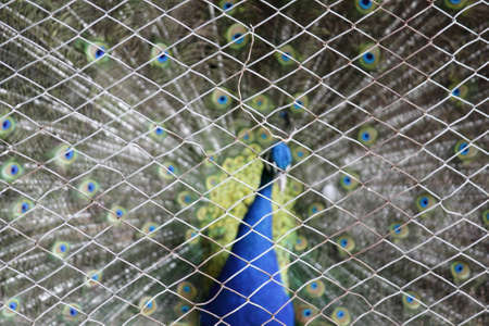 Blue peacock behind wire fenceの写真素材