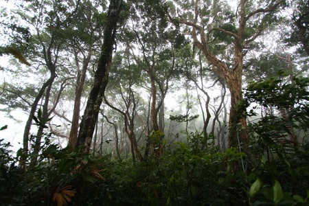 rainforest from sourthern in thailand