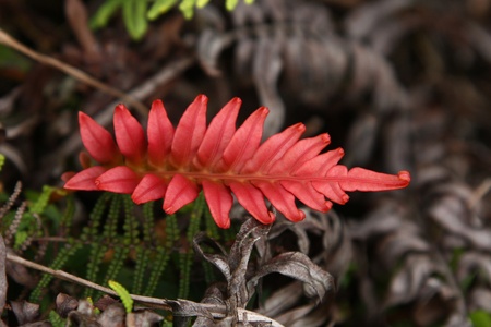 fern left in jungle