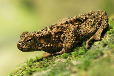 frog in rainforest sourthern of thailandの写真素材