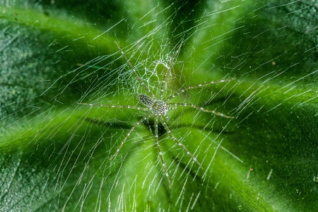 Green linx spider from rainforest of thailandの写真素材