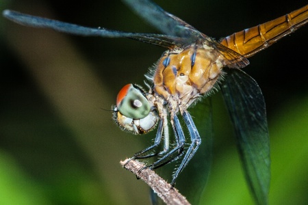 dragonfly from rainforest of thailandの写真素材