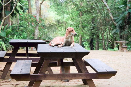 dog on tableの写真素材