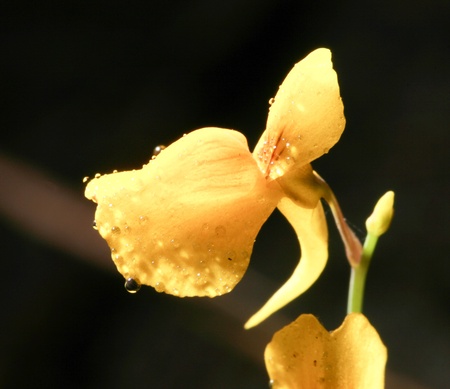 orchid from forest of thailandの写真素材