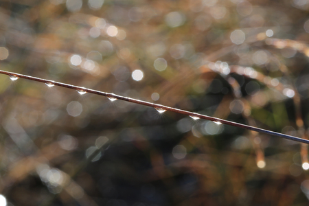  dew on geassr from northern thailandの写真素材