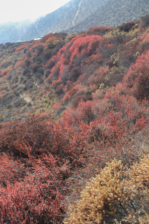 autumn from everest trek route in nepalの写真素材