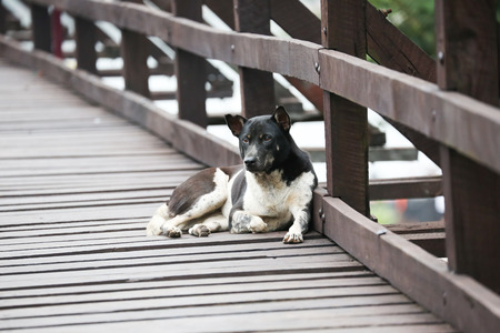 dog sleep on woodbridg  west of thailandの写真素材