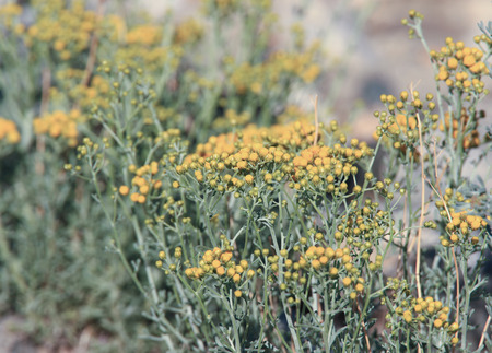 yellow flower on ground from lehcity india trek