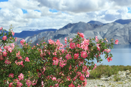 pink  flower from pangonglake lehcity indiaの写真素材
