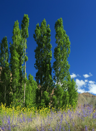 talltree and small flower from lehcity indiatrekの写真素材