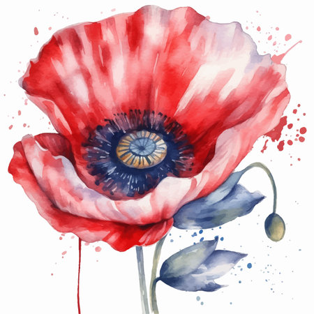 Beautiful watercolor illustration Poppy flower isolated on white backgroundのイラスト素材