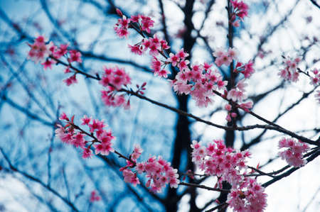 Wild Himalayan Cherry blossom in Thailand