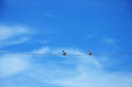 Couple birds on the rope with beautiful blue skyの写真素材