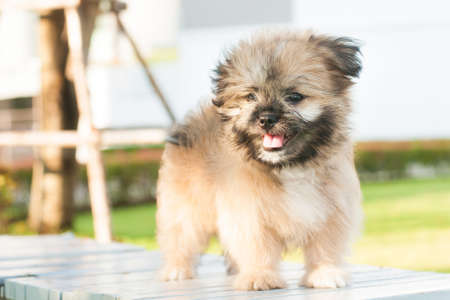Pomeranian puppy dog stand on wooden chairの写真素材