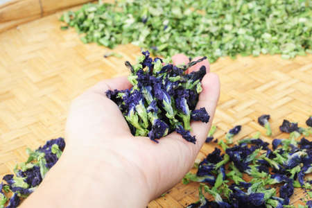 Dried butterfly pea herb flowers in handの写真素材