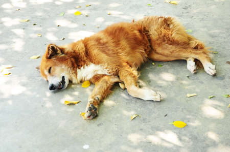 Sleeping Dog on concrete floorの写真素材