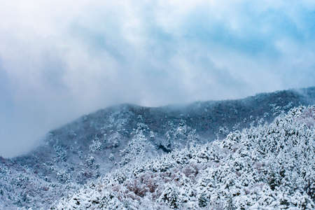 Beautiful winter landscape with snow covered treesの写真素材