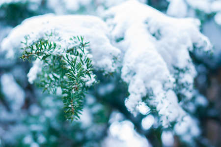Snow covered tree branchの写真素材