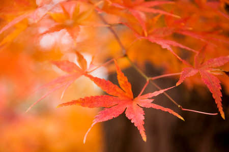Red and Orange Autumn maple Leaves with blurred depth of field Background
