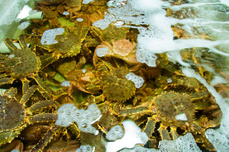 King Crabs in water at Taipei fish market