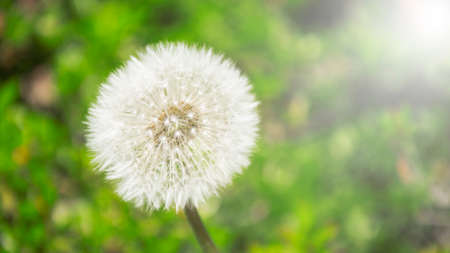 Dandelion seeds in the morning sunlight with autumn fresh green backgroundの写真素材