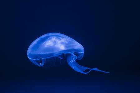 Jellyfish with blue water sea backgroundの写真素材