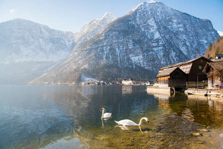 Swans on Hallstatt lake in sunny morning scene on the pier of Hallstatt village with snow mountain background, Hallstatt, Austriaの写真素材