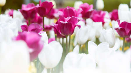 Beautiful pink and white Tulips flower. Growing flowers in springの写真素材