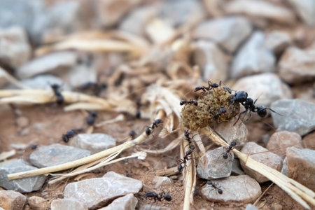 Different groups of ants working against each other for a piece of food.の写真素材