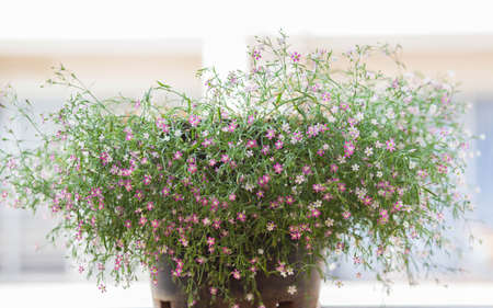 Small pink flowers, green stems の写真素材