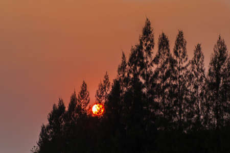 The evening sun shining through the trees makes the Vikings spoke clearly.の写真素材