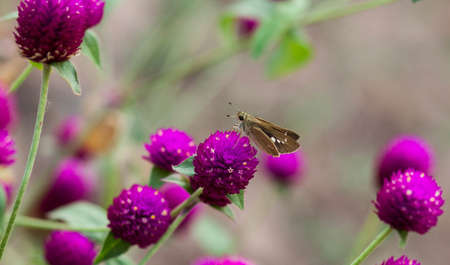 Butterfly on a purple amaranth to suck nectar and pollen の写真素材