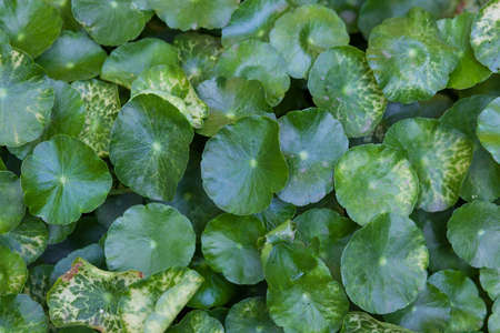 Hydrocotyle umbellata were planted in pots  Its leaves look like round glasses の写真素材