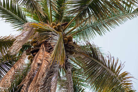 Coconut trees are highly branched spherical and have a sweet side in the water の写真素材