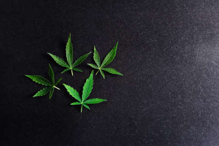 Cannabis leaves. Fresh marijuana plant on black isolated background.の写真素材