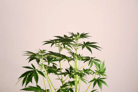 Marijuana stem on pink background. Cannabis shrub, young plant.