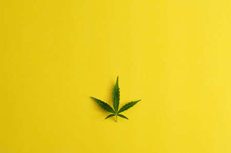 Marijuana leaf. Fresh cannabis plant on yellow background. Hemp recreation, medical usage. Weed legalization.の写真素材
