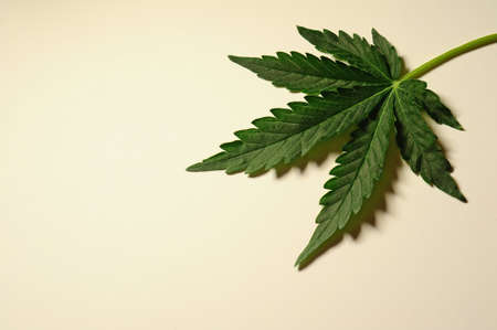 Marijuana plant, cannabis leaf isolated on white background. Alternative medicine. Hemp recreation, medical usage, legalization.の写真素材
