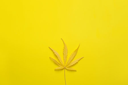 Cannabis leaf with lemon flavor. Fresh marijuana plant on yellow background. Hemp recreation, medical usage, legalization.の写真素材
