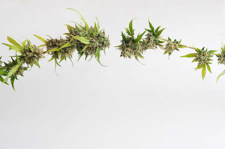 Marijuana plant on white background. Cannabis twig, blossom buds.の写真素材