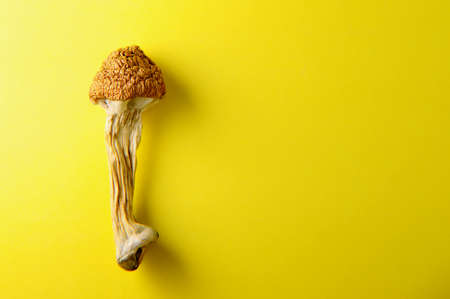 Microdosing concept. Dry psilocybin mushrooms on bright yellow background. Psychedelic mushroom closeup. Medical use.の写真素材