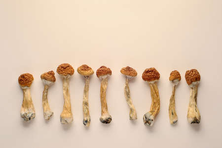 Dry psilocybin mushrooms on neutral background in row. Psychedelic, mind-blowing, magic mushroom. Medical use. Microdosing concept.の写真素材