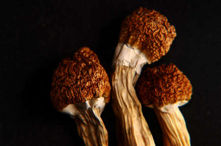 Micro-dosing concept. Dry psilocybin mushrooms on black background. Psychedelic mushroom close up. Medical use. Top view, macro.の写真素材