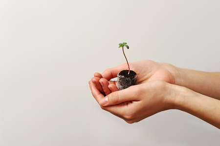 Cannabis sprout close up. Fresh young marijuana seedling. Growing plant on light background.