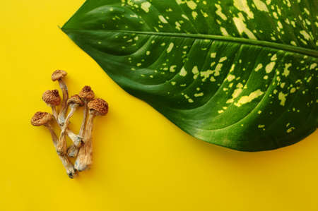 Dry psilocybin mushrooms on green leaf background. Psychedelic magic mushroom Golden Teacher. Yellow...