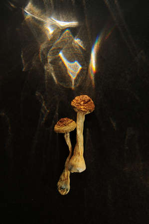Microdosing concept. Dry psilocybin mushrooms on black background illuminated by sunlight. Psychedelic mushroom Golden Teacher closeup. Medical usage.の写真素材