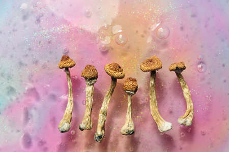 Psilocybin mushrooms on pink bright colorful background. Psychedelic magic mushrooms Golden Teacher....