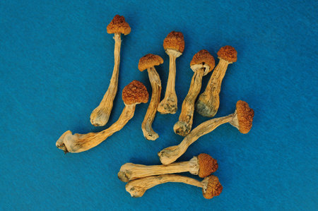 Dry psilocybin mushrooms on bright blue background. Psychedelic magic mushroom Golden Teacher. Medical usage. Microdosing concept.の写真素材